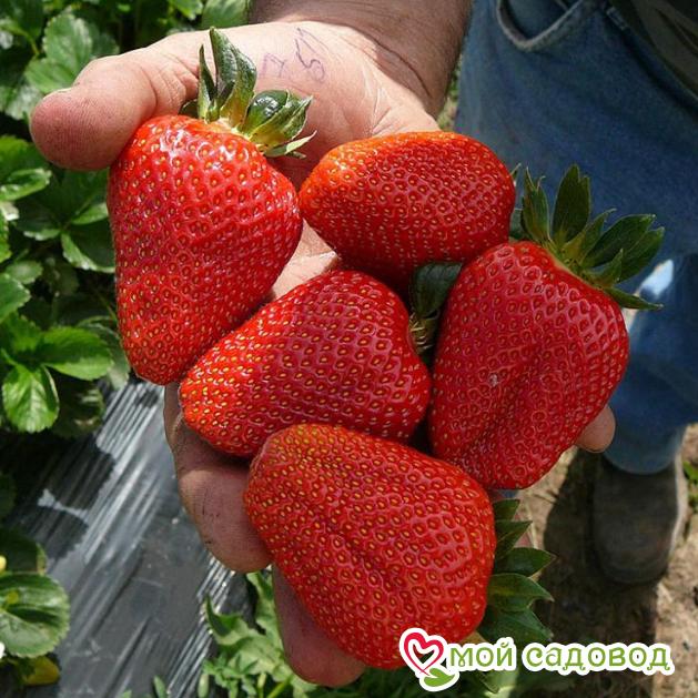 Клубника Альбион (ремонтантный сорт)